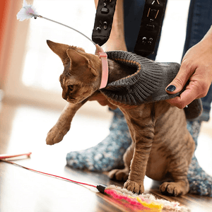 😸Interactive Funny Cat Toys🪶